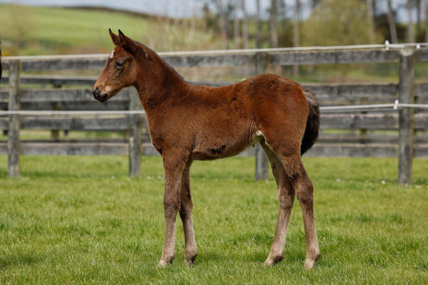 Mr Mozart filly from Sonoma Coast.