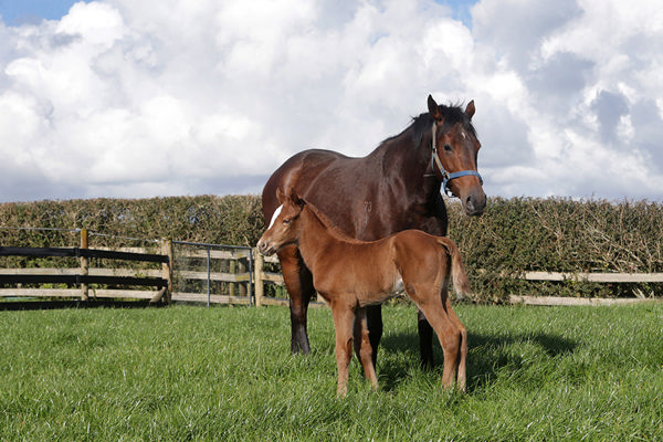 First Foal For Highview Stud's G2-winning Sniztel Stallion Mr Mozart
