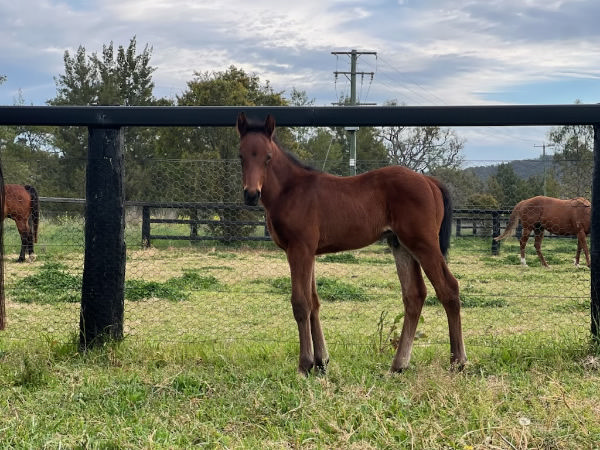 The All Too Hard colt from Mid Summer Music was a foal in search of a mother.