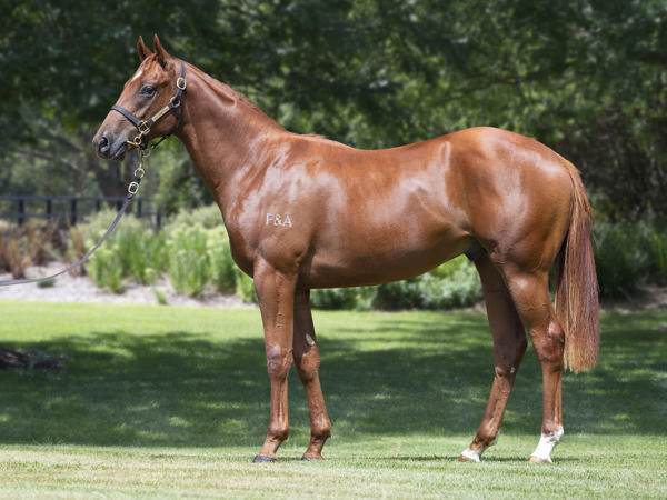 Nation State a $180,000 Inglis Premier yearling