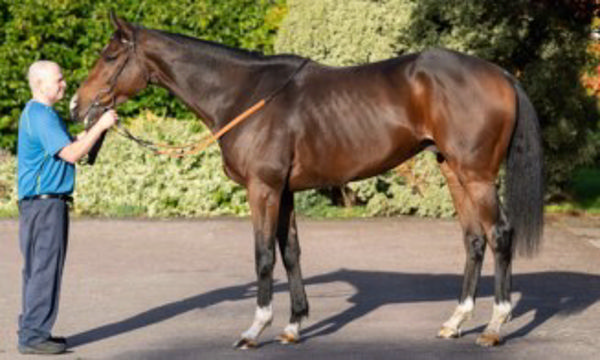 Naval College a 185,000gns Tattersalls Autumn Hores in Training purchase
