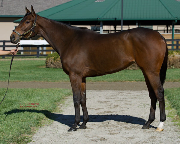 Nest (image Fasig-Tipton