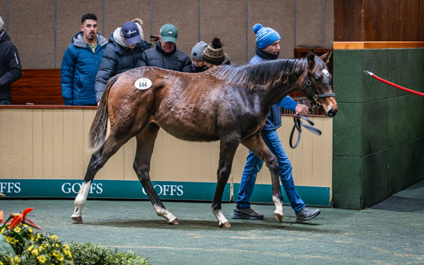 Top seller was this New Bay filly from Livia's Dream - image Goffs