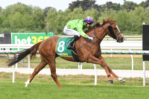 Another cup heading to Macedon Lodge (image Brett Holburt/Racing Photos)