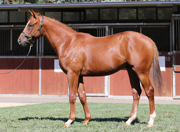 New York Hurricane a $70,000 Inglis Premier yearling