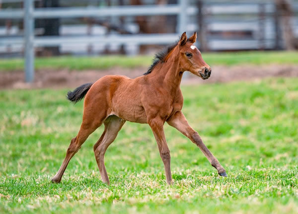 Exceedance filly from G2 winner Night War