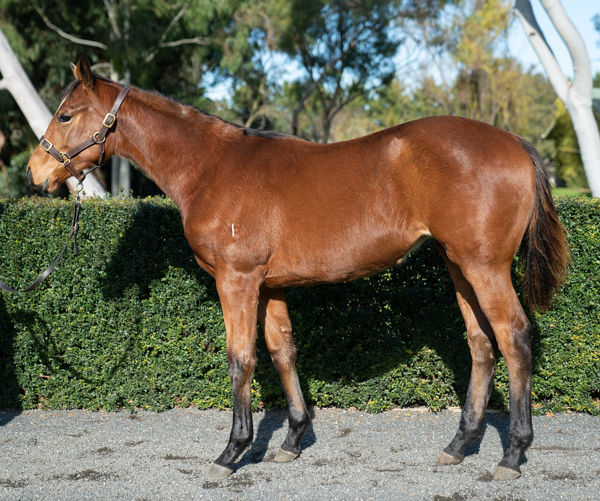 The $280,000 sale-topping daughter of Not A Single Doubt