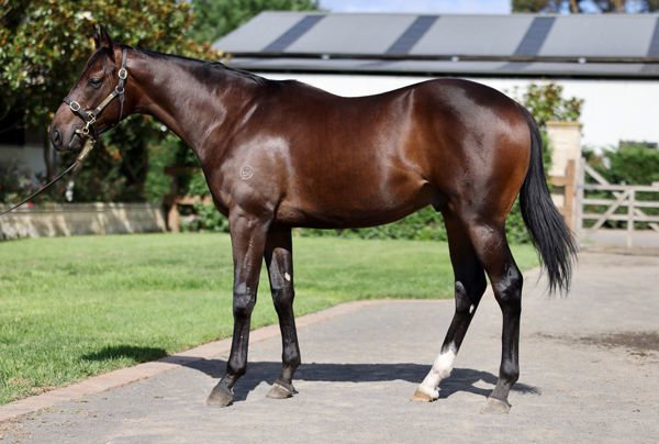 Odegaard a $200,000 Inglis Easter yearling