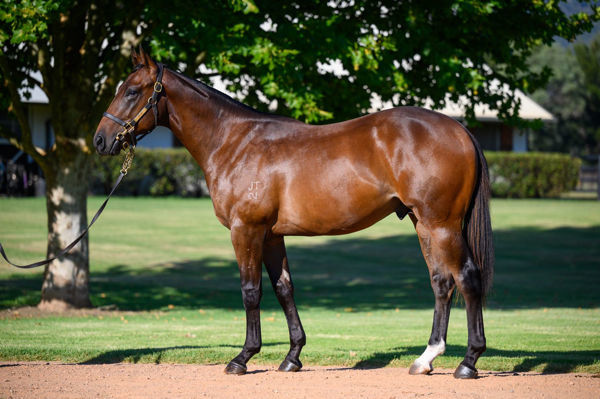 Odinson a $320,000 Inglis Australian Easter yearling