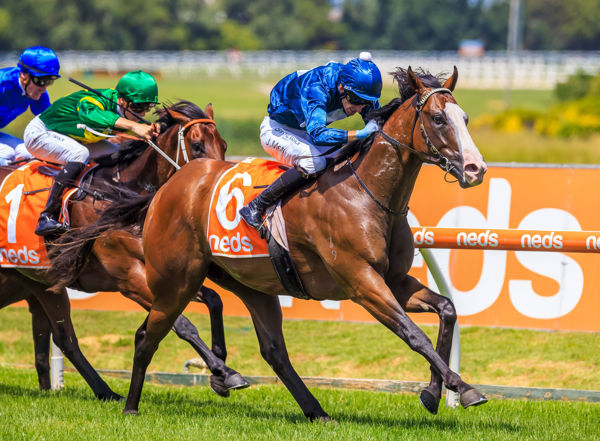 Lofty Strike - second in G1 Newmarket and Oakleigh Plate - serious pedigree and a serious sprinter -image Grant Courtney