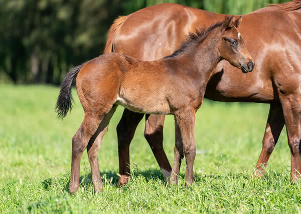 Ole Kirk colt from Manasari