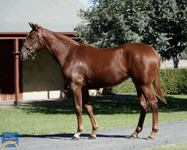 Old Song a $100,000 Magic Millions National yearling