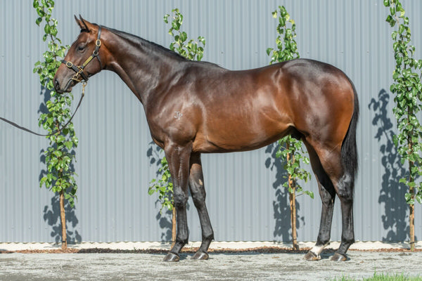 Olympic Park a $460,000 Inglis Classic yearling