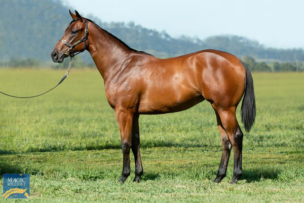 Omilana a $200,000 Magic Millions yearling