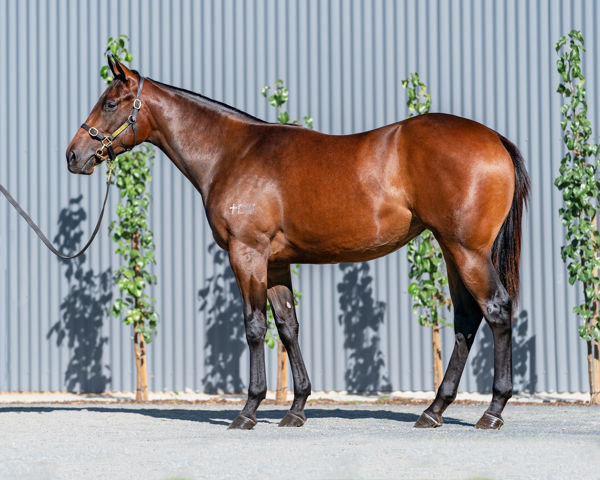 On Display a $1,100,000 Inglis Australian Easter yearling