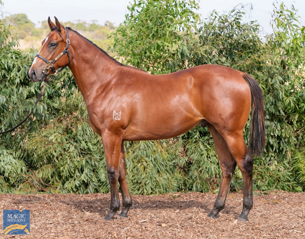 Onemoretwomany a $70,000 Perth Magic Millions yearling