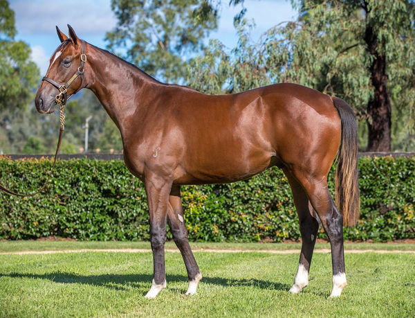 Oriental Tycoon a $620,000 Inglis Easter Yearling
