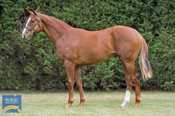 Oughton a $900,000 Magic Millions yearling