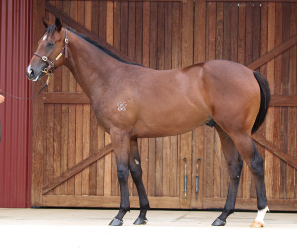 Ouroboros a $200,000 Inglis Classic yearling