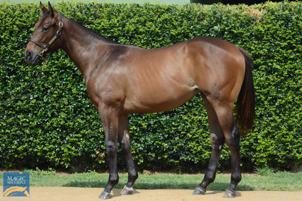 Outback Miss a $150,000 Magic Millions yearling