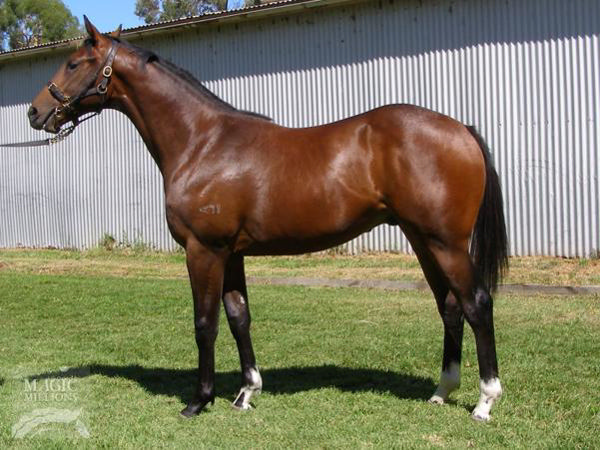 Outlaws Revenge a $150,000 Adelaide Magic Millions yearling