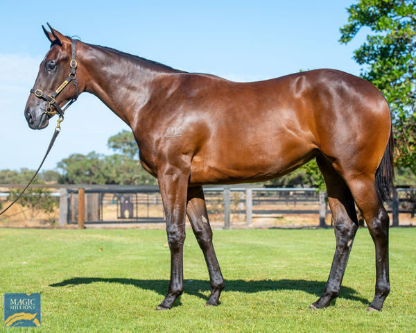 Own The Queen a $57,500 Perth Magic Millions yearling