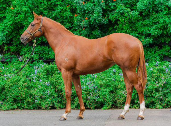 Oz Empress was withdrawn from the Easter Yearling Sale