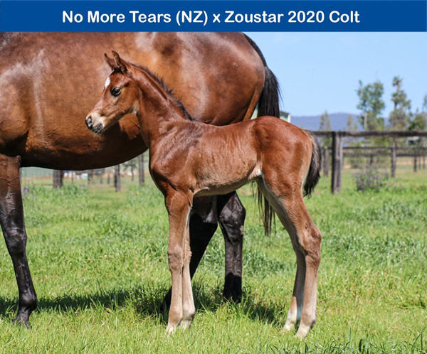 A star in the making - Ozzmosis as a foal in 2020 