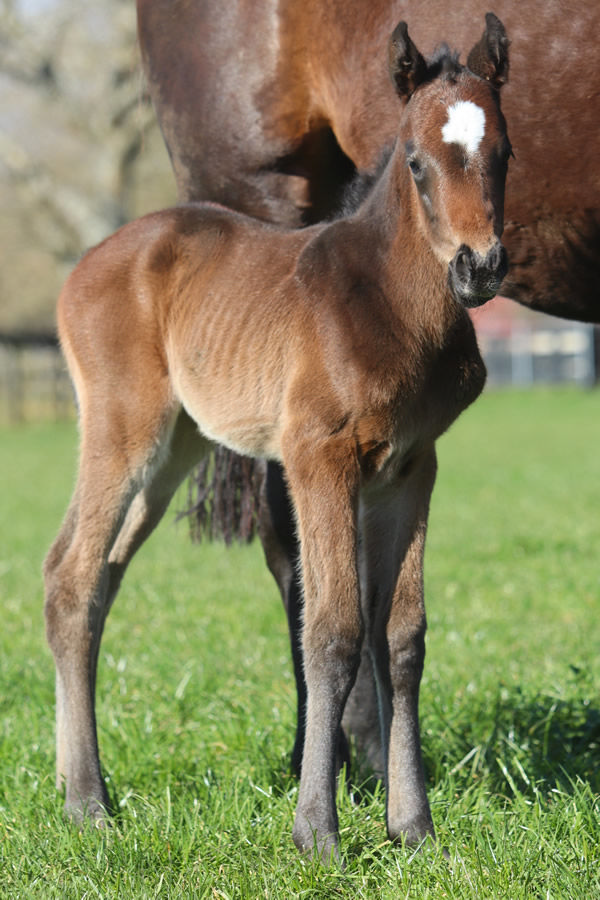 Paddington filly from Black Queen.