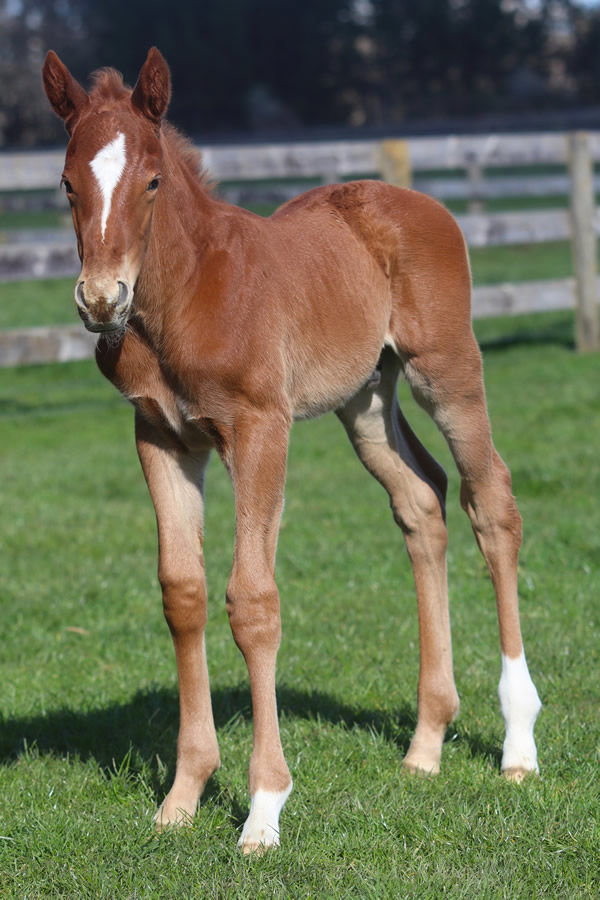 Paddington (GB) colt from The Flying Mullet