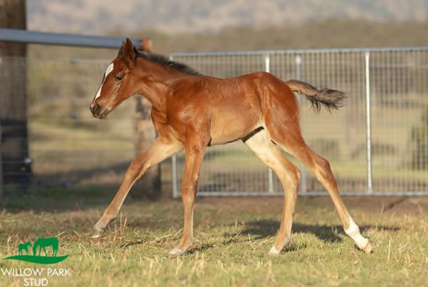 Palace Pier (GB) filly from Aonair born at Willow Park Stud.