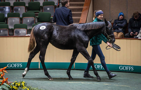 Top lot on day 2 was this Palace Pier filly from Big Break.