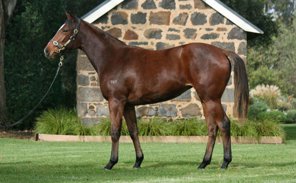Papillon Club a $70,000 Inglis Gold yearling