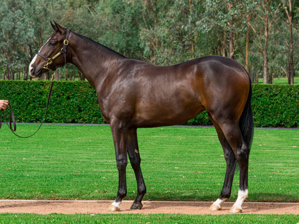 Pavrita was passed in short of her $200,000 reserve at Easter has proved a blessing for Kia Ora Stud 