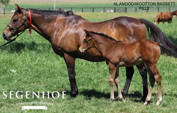 Pearl of Dubai as a foal.