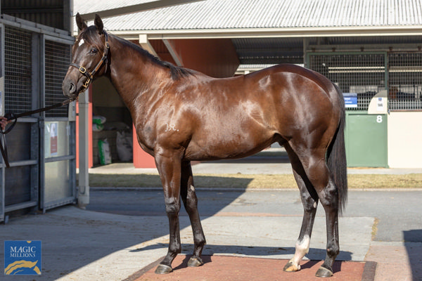 Perspiration a $270,000 Magic Millions yearling