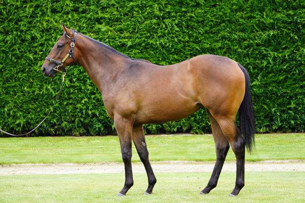 Photographics failed to make her $100,000 reserve at Karaka