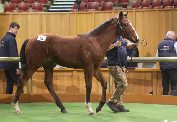 Lot 13, a Per Incanto colt out of the stakes-winning mare London Express Photo: Trish Dunell