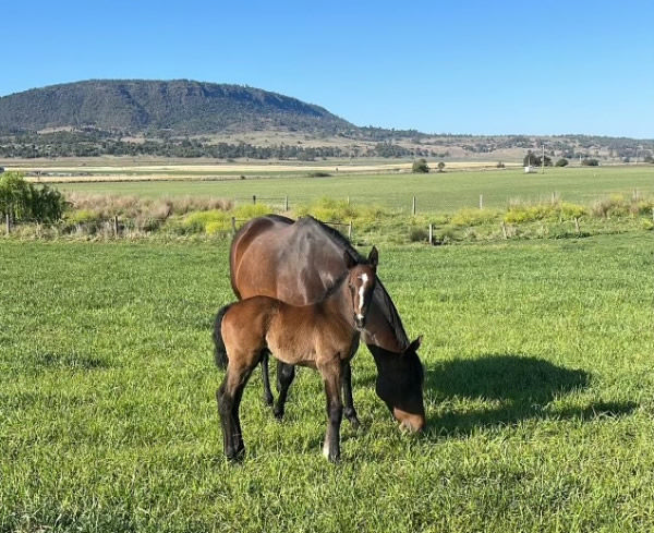 Top Ranked (IRE) filly from Absolute Rock.