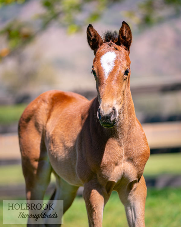 Pierro filly from Broadway Belle pictured at Holbrook Thoroughbreds by Joan Faras