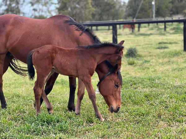 There will be plenty of people following the fortunes of this special colt as his career unfolds.