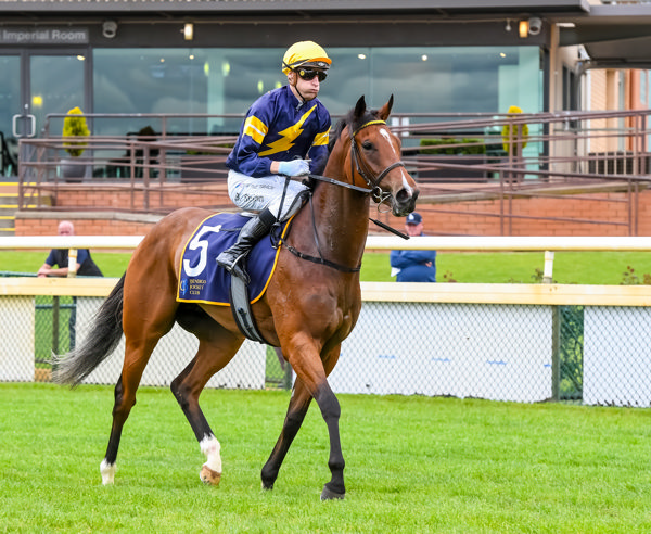 Better races ahead for this son of The Autumn Sun (image Brett Holburt/Racing Photos)