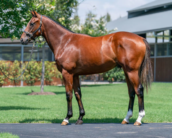 Plymouth a $200,000 Inglis Classic yearling