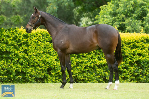 Port Lockroy a $300,000 Magic Millions yearling