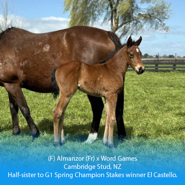 Almanzor x Word Games filly