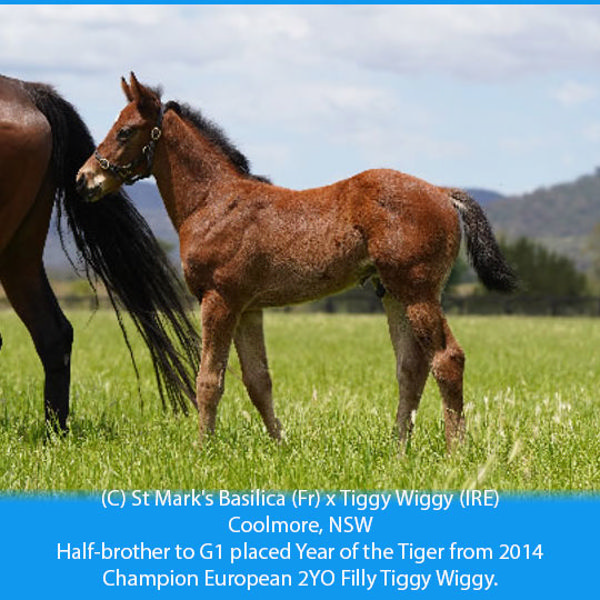 St Mark's Basilica (Fr) x Tiggy Wiggy (IRE) colt