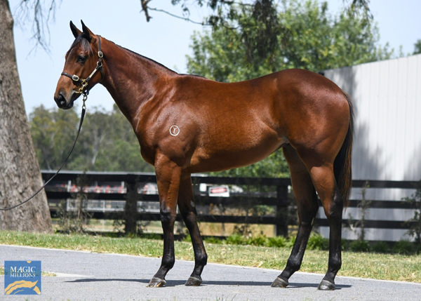 Poster Girl a $160,000 Magic Millions yearling