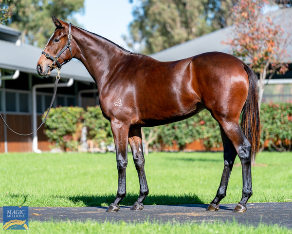 Private Legacy a $90,000 Magic Millions National yearling