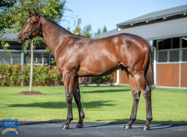 Private Life a $650,000 Magic Millions yearling