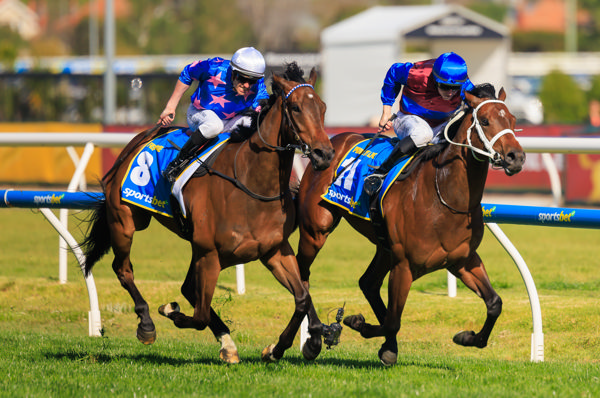 Private Life and Feroce go to the line together in the G1 Caulfield Guineas - image Grant Courtney 